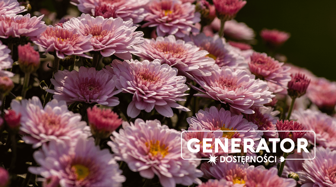 Zdjęcie przedstawia drobne fioletowe kwiaty oraz logotyp Generatora Dostępności